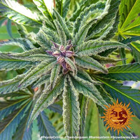Peyote Critical Strain