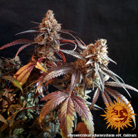 Peyote Critical Strain
