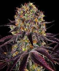 Runtz x Layer Cake Strain