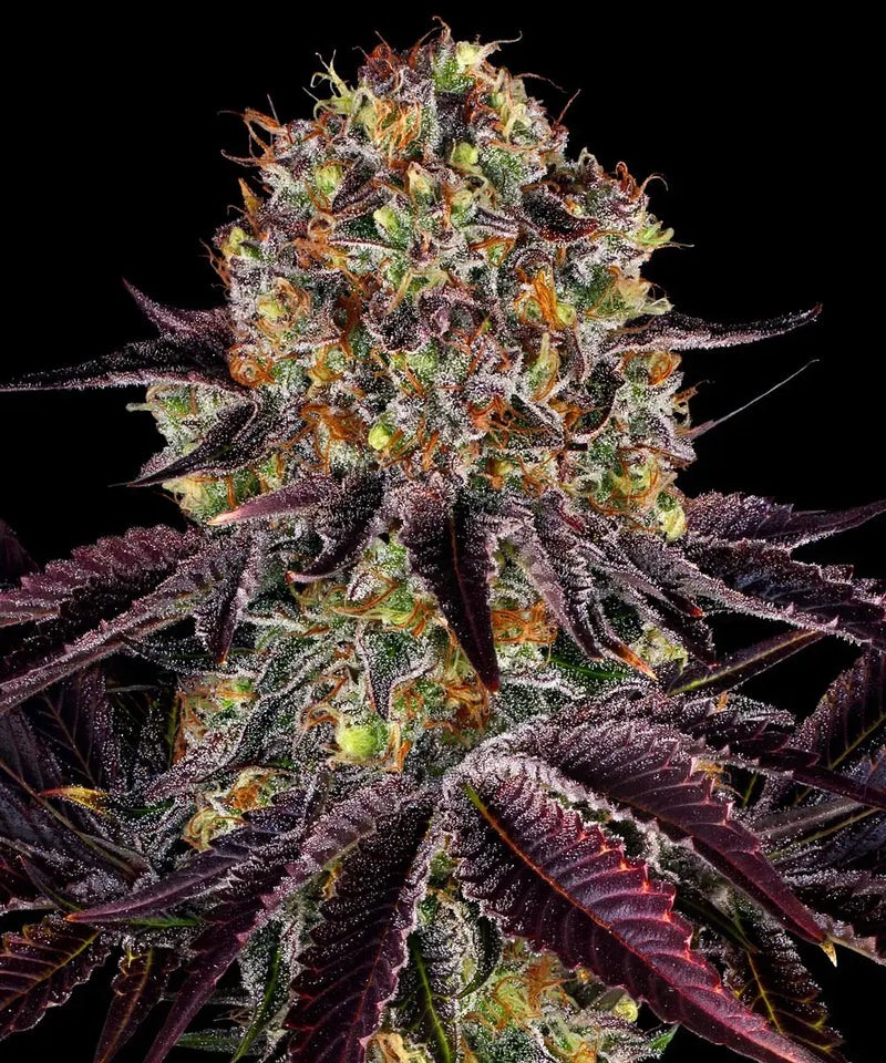 Runtz x Layer Cake Strain