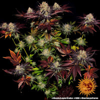 Runtz x Layer Cake Strain