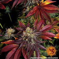 Runtz x Layer Cake Strain