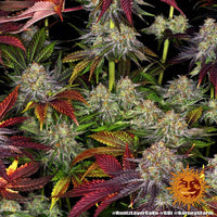 Runtz x Layer Cake Strain