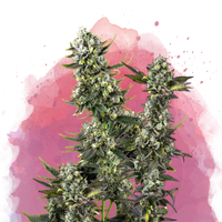 Hindu Kush Femminilizzata
