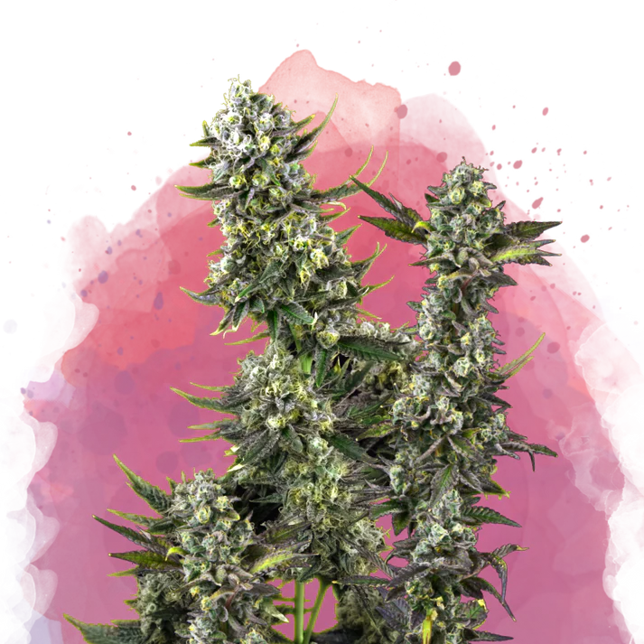 Hindu Kush Femminilizzata