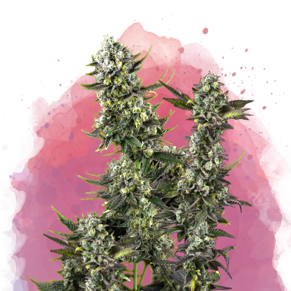 Hindu Kush Femminilizzata