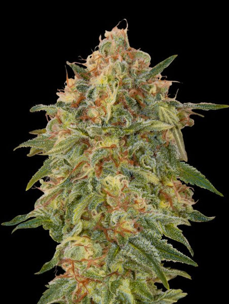 Zkittlez