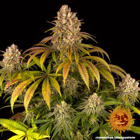 Lemon Tree Strain
