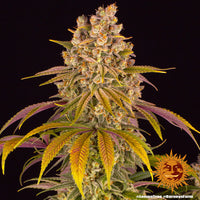 Lemon Tree Strain