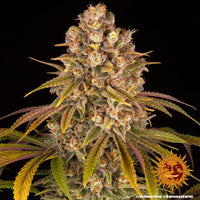 Lemon Tree Strain