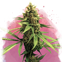 Lemon OG Haze femminizzata