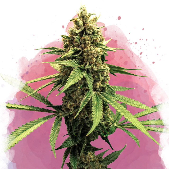 Lemon OG Haze femminizzata