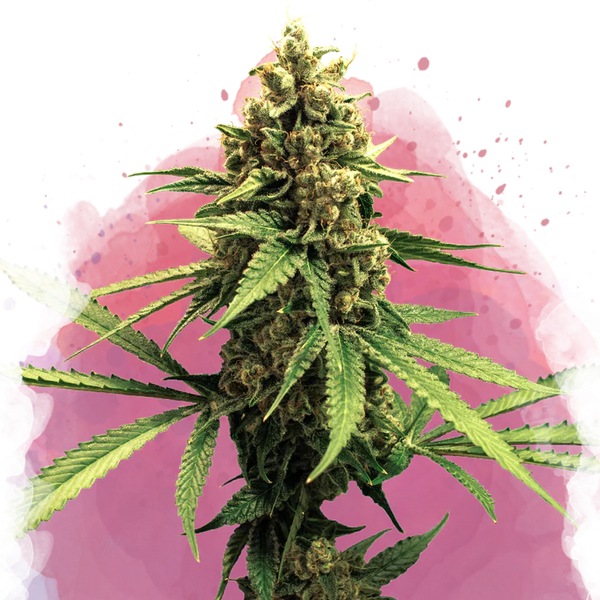 Lemon OG Haze femminizzata