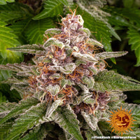 Pink Kush Strain