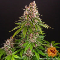 Pink Kush Strain