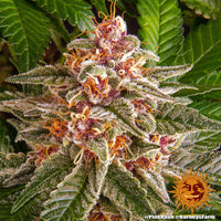 Pink Kush Strain
