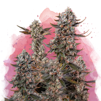 Lithium OG Kush Femminizzata