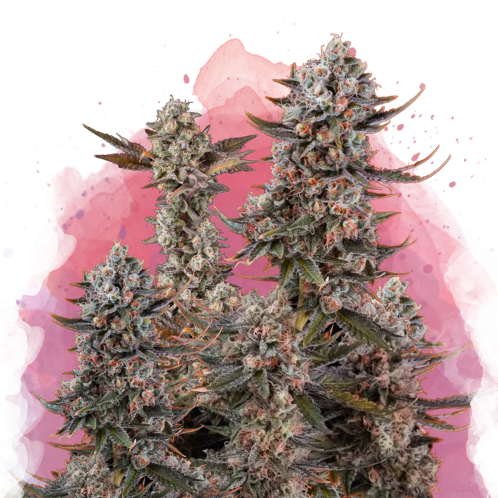Lithium OG Kush Femminizzata
