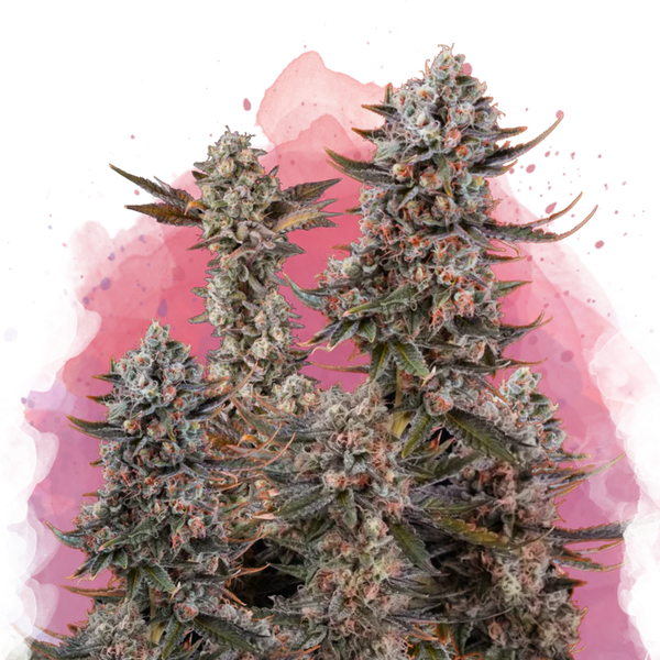 Lithium OG Kush Femminizzata