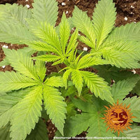Acapulco Gold Strain