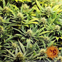 Acapulco Gold Strain