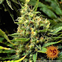 Acapulco Gold Strain