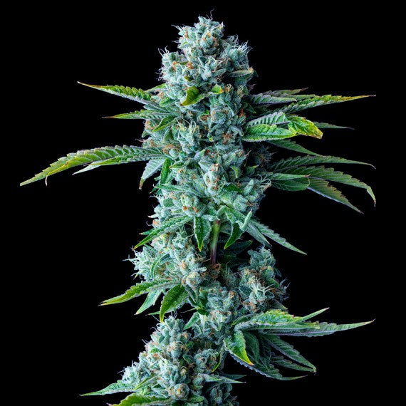 Skywalker Kush