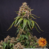 White Widow XXL Strain