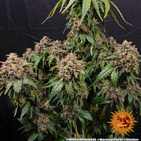 White Widow XXL Strain