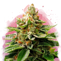 LSD Femminilizzata