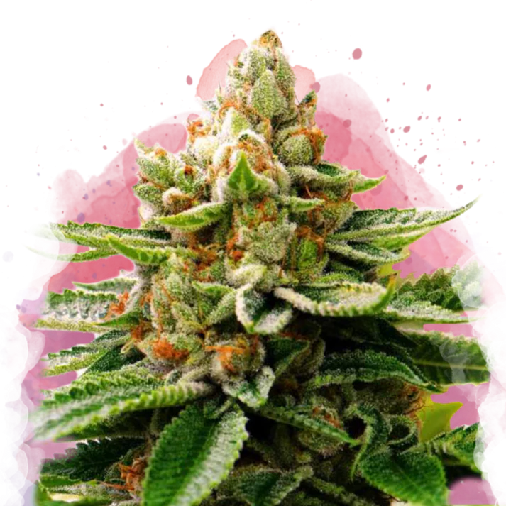 LSD Femminilizzata