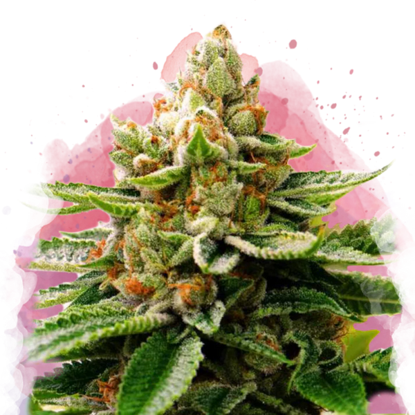LSD Femminilizzata