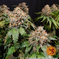 White Widow XXL Strain