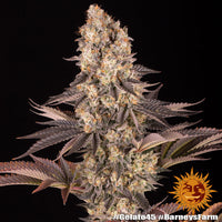 Gelato #45 Strain