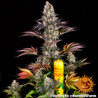 Gelato #45 Strain