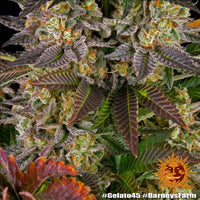 Gelato #45 Strain