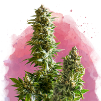 Master Kush femminizzata