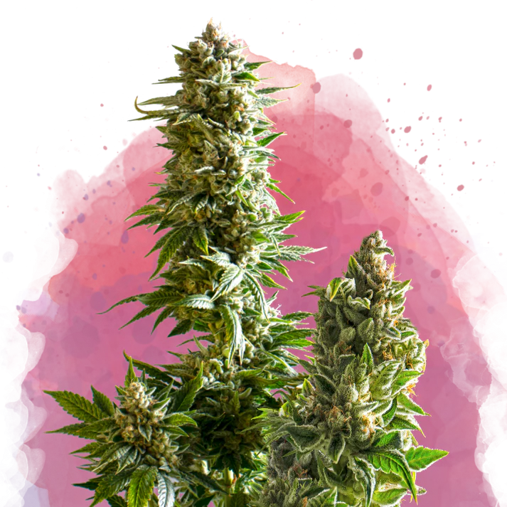 Master Kush femminizzata