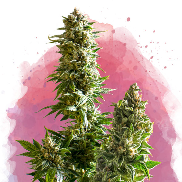 Master Kush femminizzata
