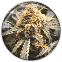 Recovery CBD