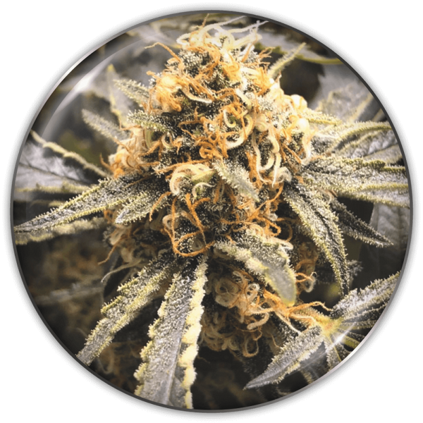 Recovery CBD