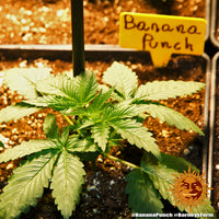 Banana Punch Strain