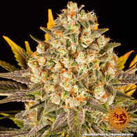 Banana Punch Strain