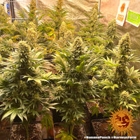 Banana Punch Strain