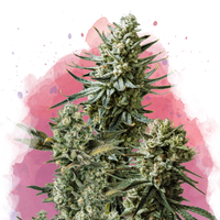 Misty Kush Femminilizzata