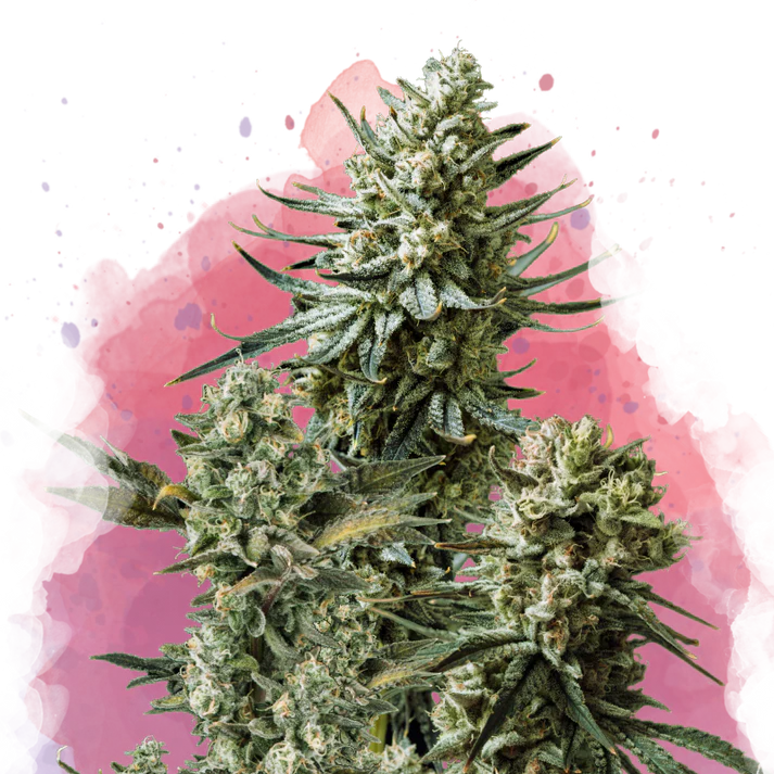 Misty Kush Femminilizzata