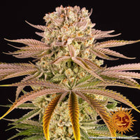 Pineapple Express Strain