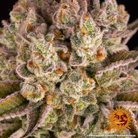 Pineapple Express Strain