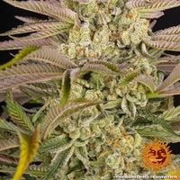 Pineapple Express Strain