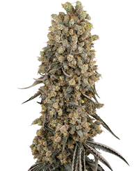 Semi di Atomic Blue Dream Femminizzati